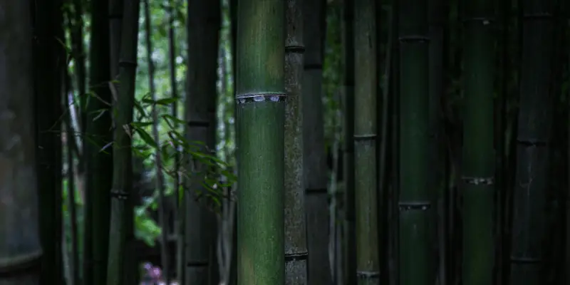 Will Bamboo Grow Through Concrete?