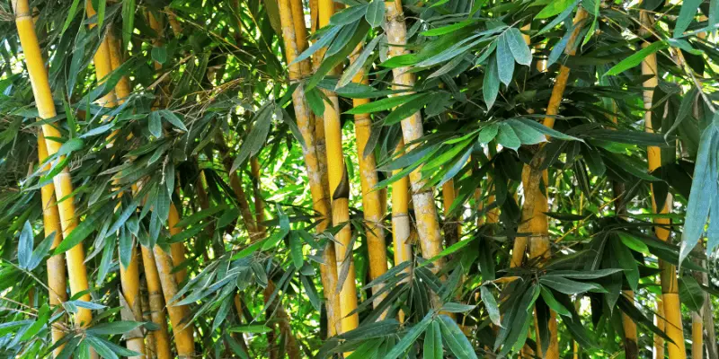 Do Bamboo Plants Attract Snakes?