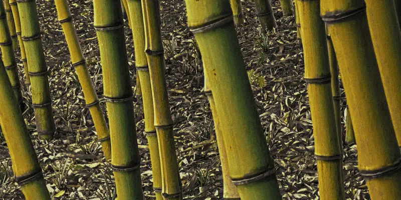 Can Bamboo Survive Winter?
