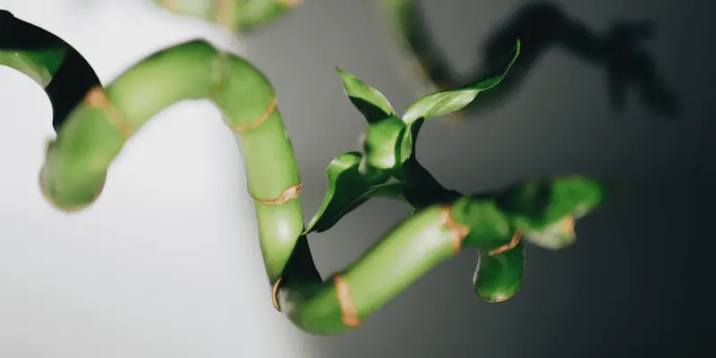 What is the Lifespan of a Lucky Bamboo Plant?