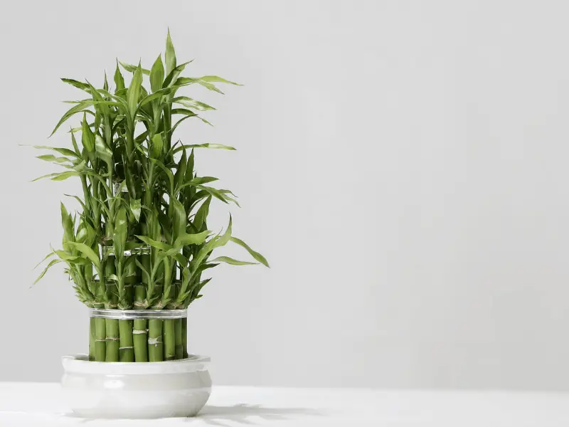 Everything to Know About Lucky Bamboo: Grow, Trim, and Care