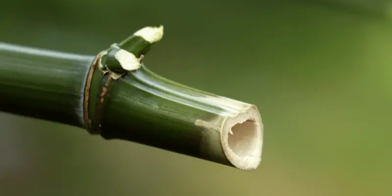 Growing Bamboo? Read this Before You Grow Your Own Bamboo